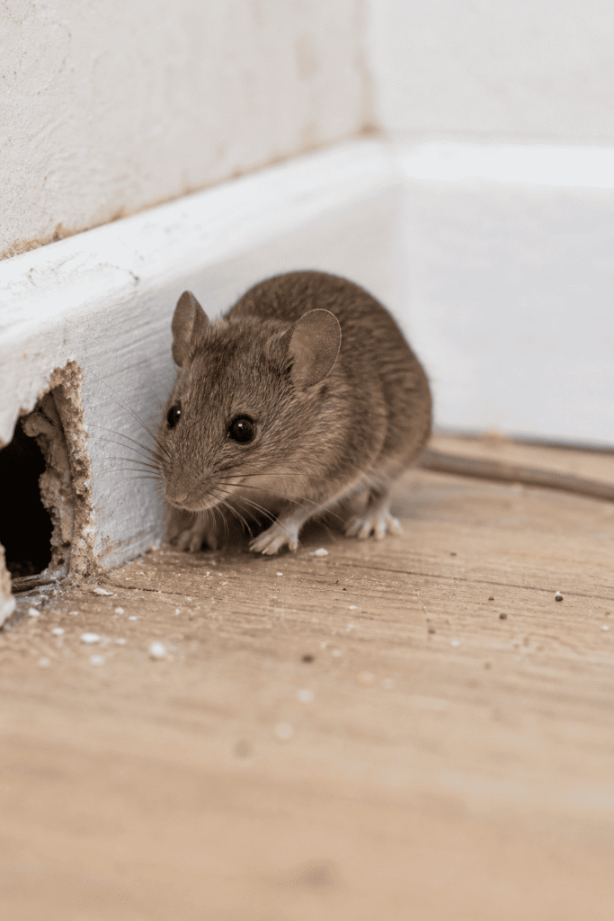 souris valence